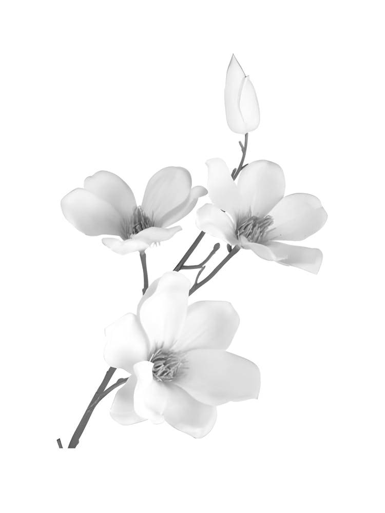 Magnolia 1