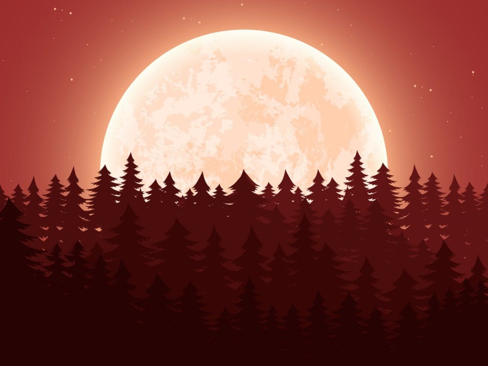 Full Moon In The Forest