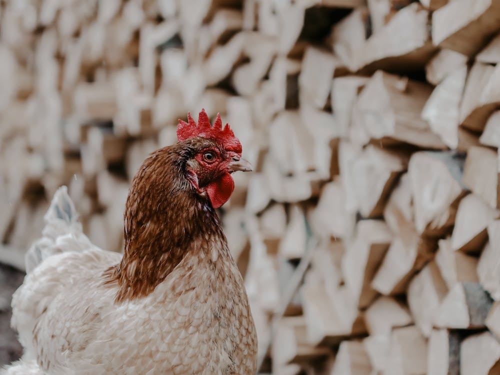 Poulet Rustique