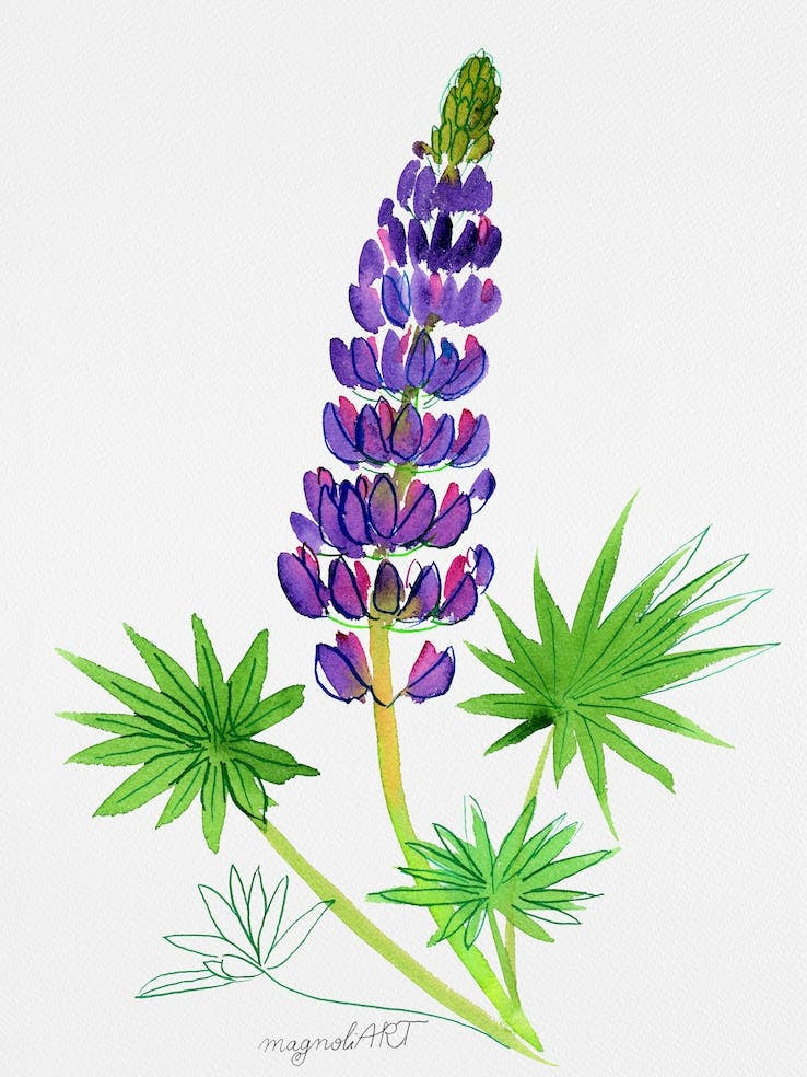 Blue Lupine Watercolor Artwork