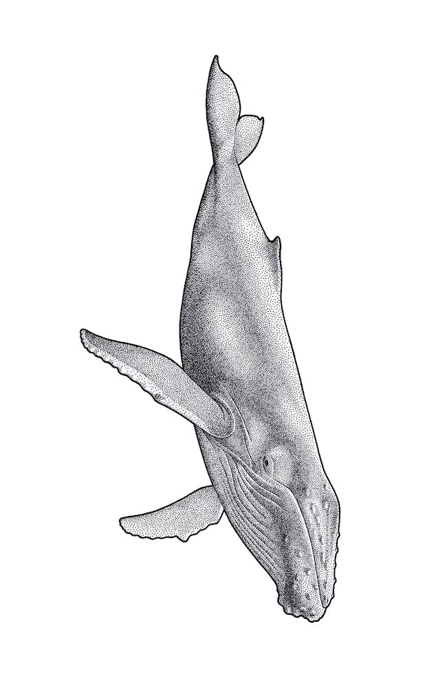 Humpback Whale