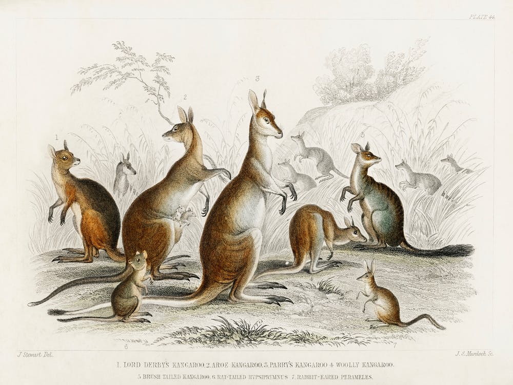 Collection Of Various Kangroos, Oliver Goldsmith
