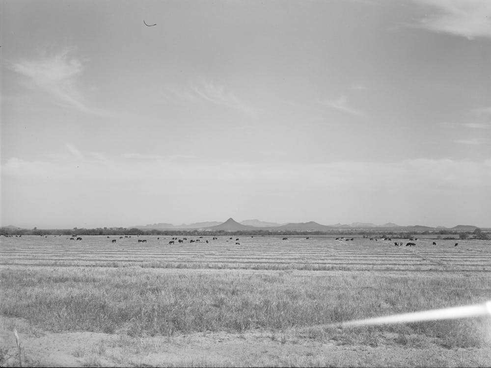 Untitled Photo, Possibly Related To Range Cattle At The Casa Grande Valley Farms,Pinal County, Arizona By Russell