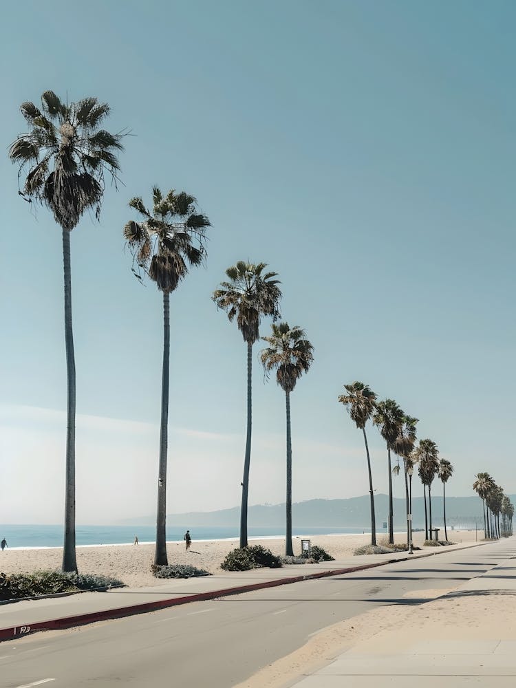 Palm Trees On The Beach 6