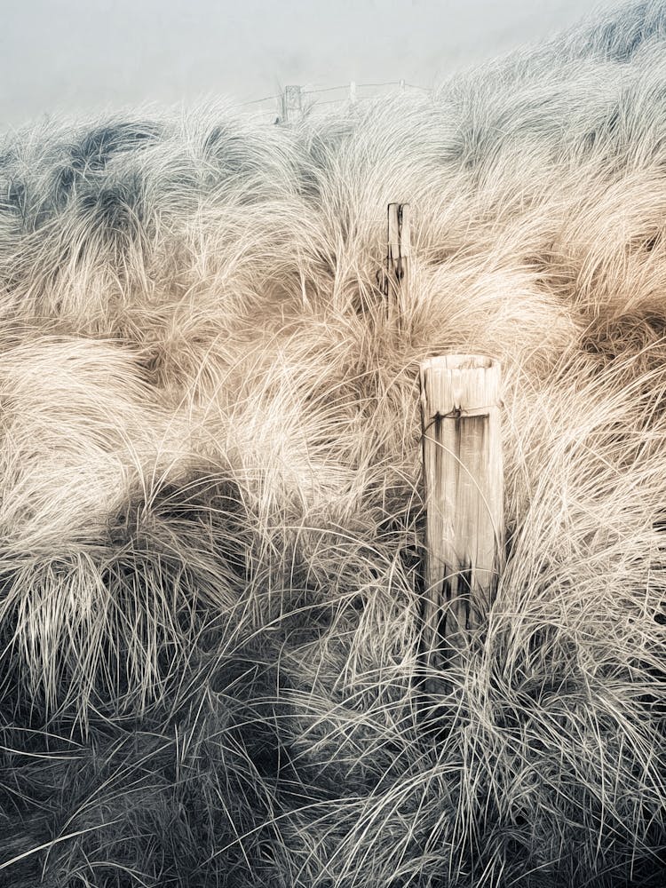 Broken Fence In Coastal Grass