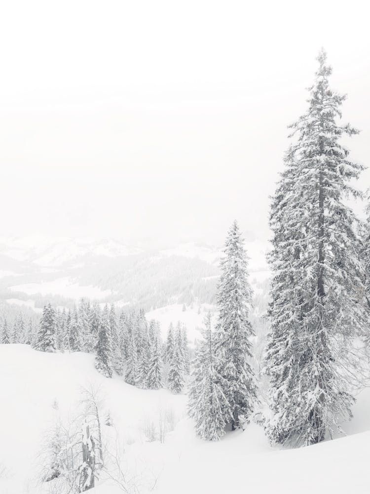 Blizzard Landscape