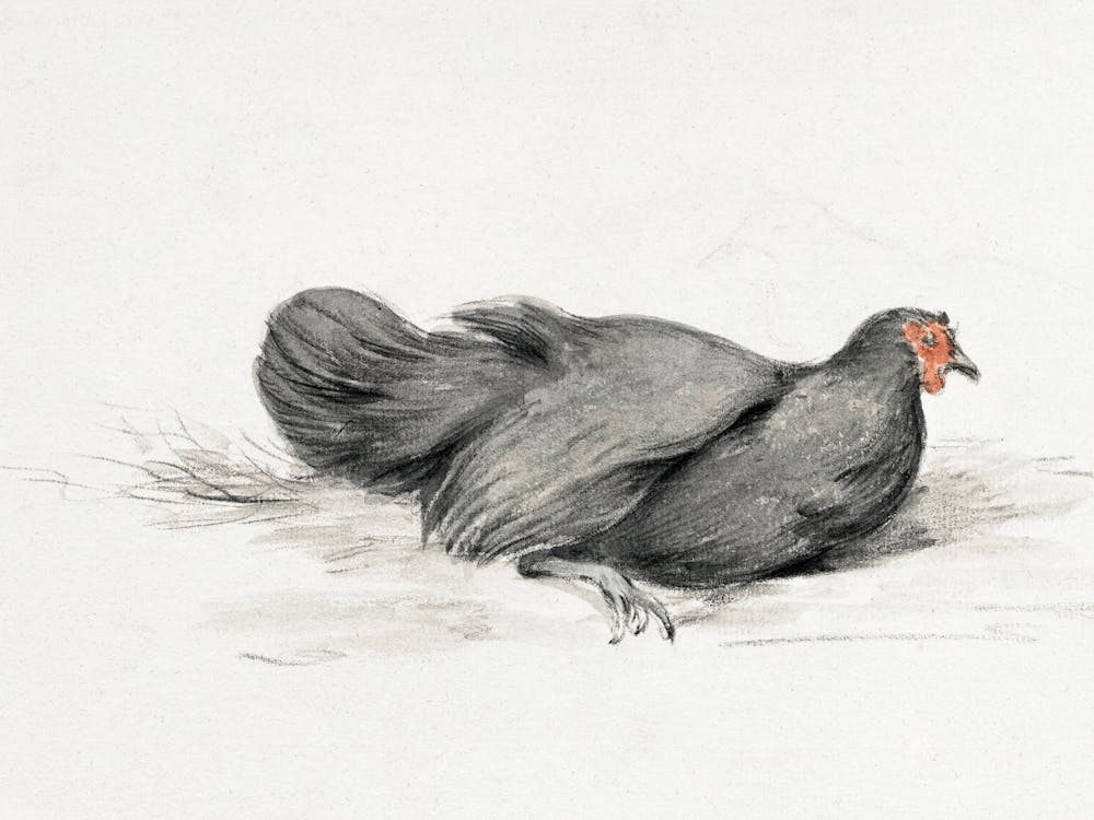 Black Chicken (1775–1833), Jean Bernard