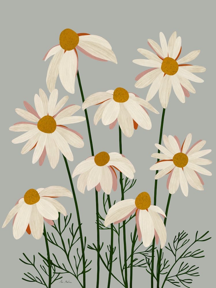 Daisies