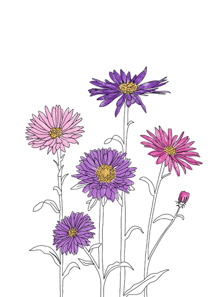 Asters