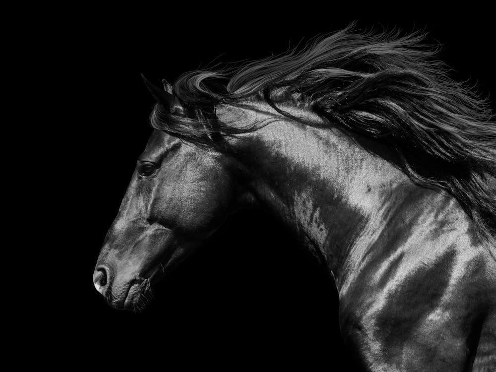 Horse In Black And White