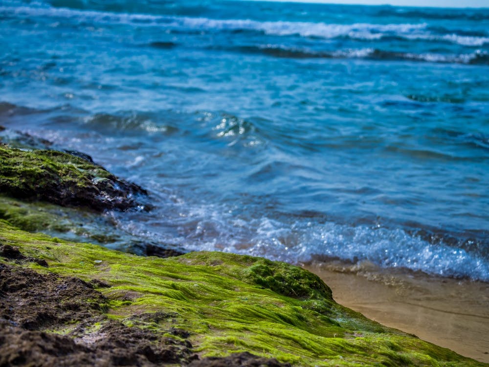Green Algae On A Rock On Coastline Of The Blue Sea