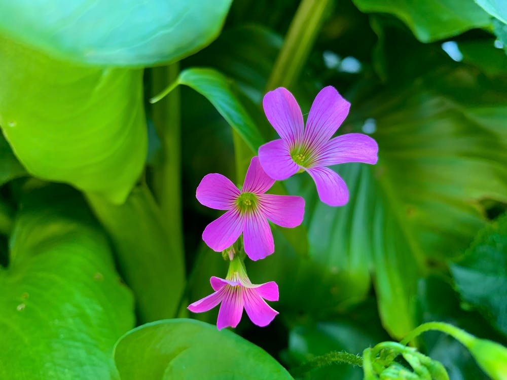 Purple Flowers