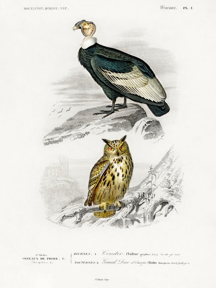 Différents Types D'Oiseaux, Charles Dessalines D'Orbigny 15