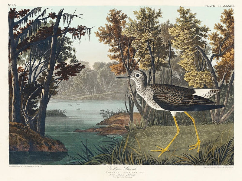Yellow Shank, Birds Of America, John James Audubon