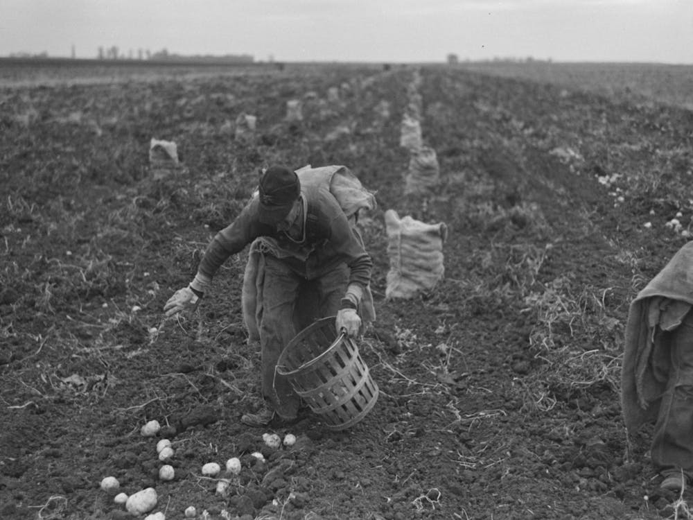 Untitled Photo, Possibly Related To Potato Worker Near East Grand Forks, Minnesota By Russell Lee 1