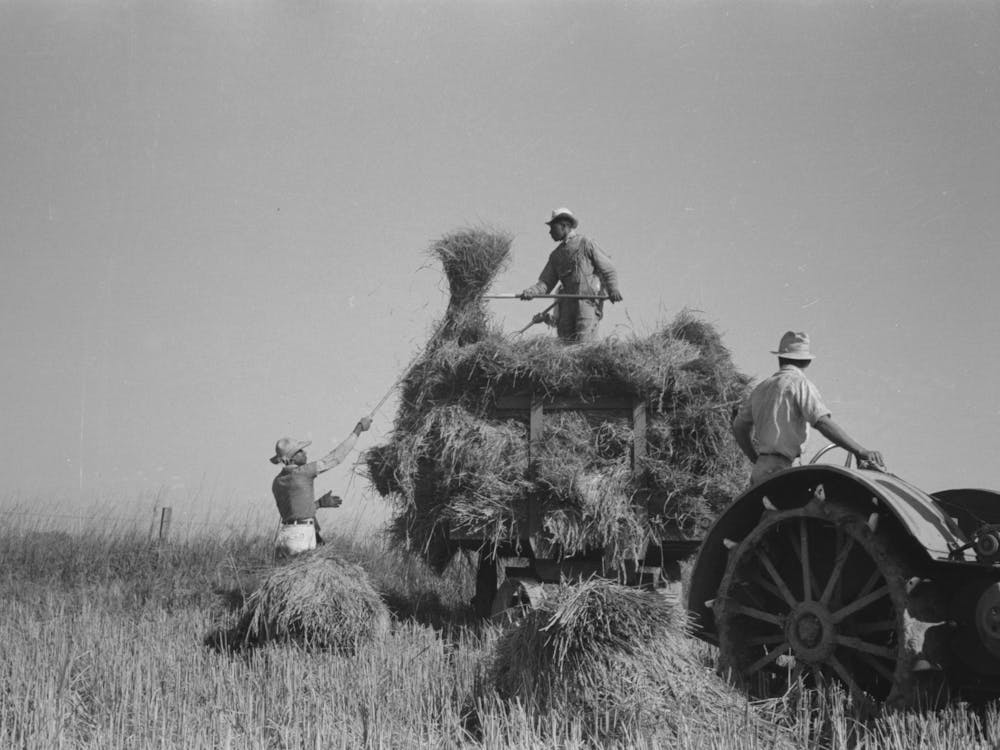 Pitching Rice Into Wagon, Note That Bundle Of Rice Is Caught By Worker On Wagon After It Is Pitched Up