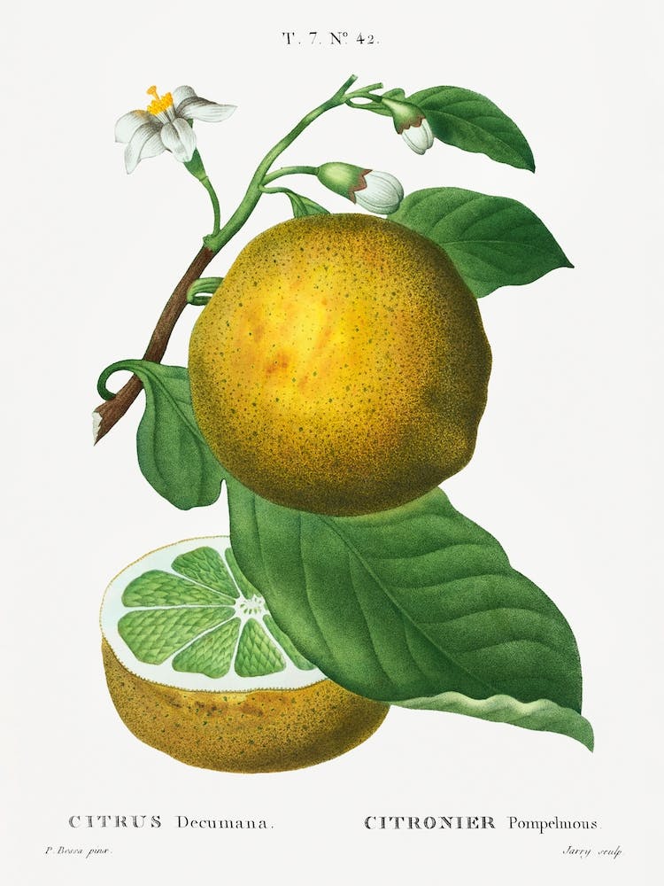 Grapefruit, Pierre Joseph Redoute