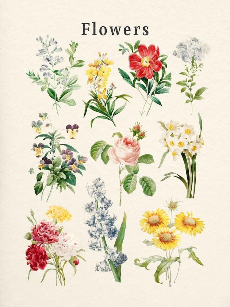 Collection de Fleurs