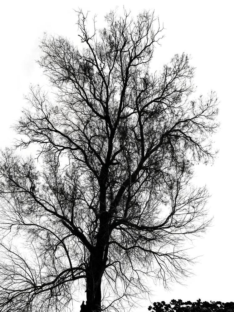 Silhouette Of Bare Tree Black And White 3