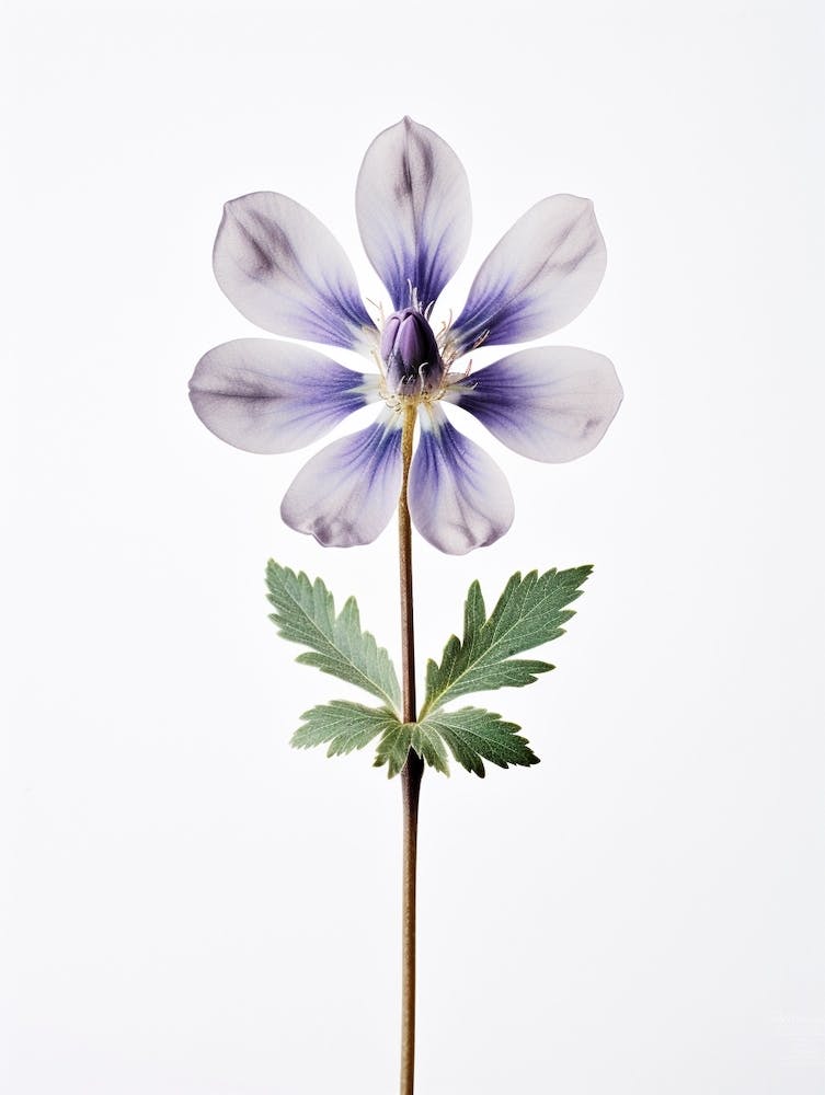 Pressed Wildflower Botanical Art Lupine 1