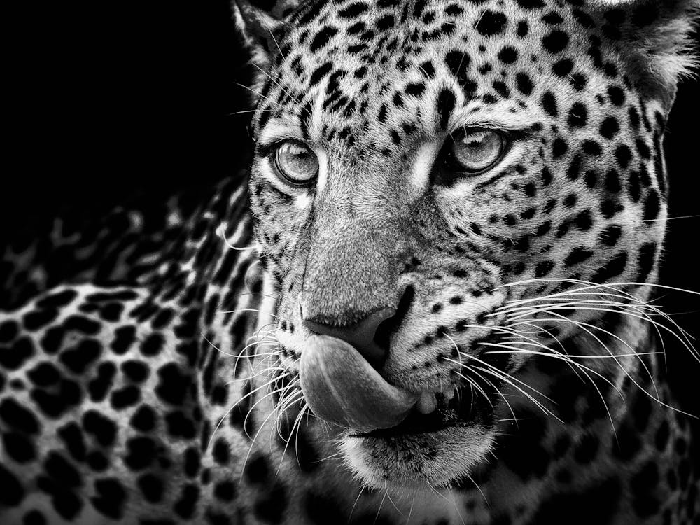 Leopard In Black And White