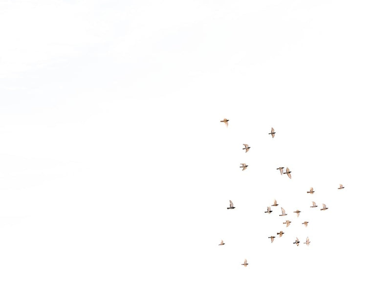Flight of Light
