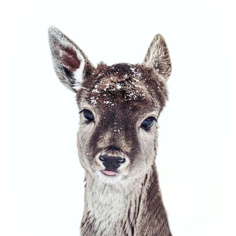 Little Fawn Fiona Square