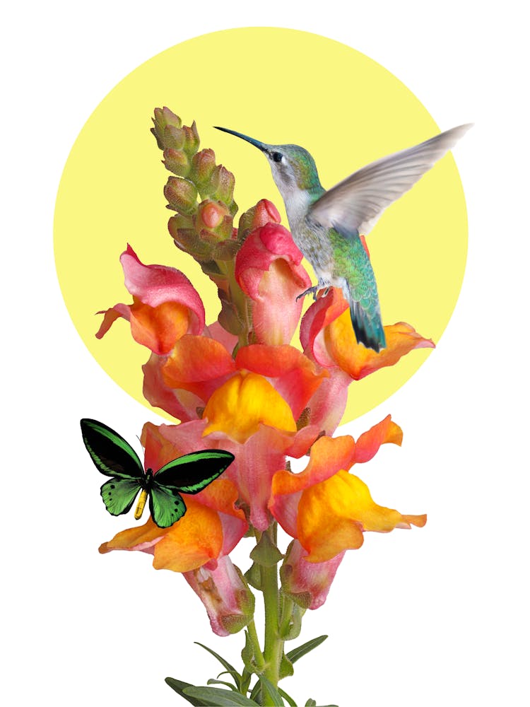 Hummingbird And Butterfly