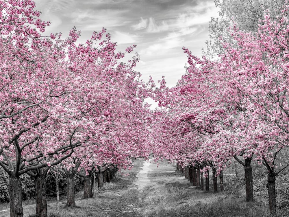 Charming Cherry Blossom Alley