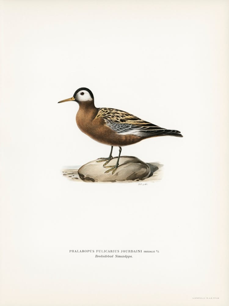 Palaropus Fulicarius Jourdaini, The Von Wright Brothers