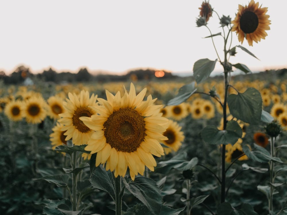 Sonnenblumenhimmel