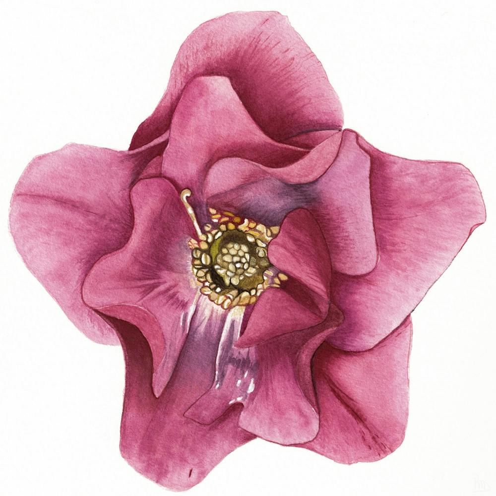 Star-Shaped Flower Watercolor