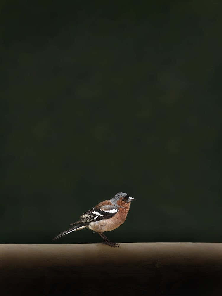 Minimalist Bird Portrait Dark Green Moody Calm Nature Songbird