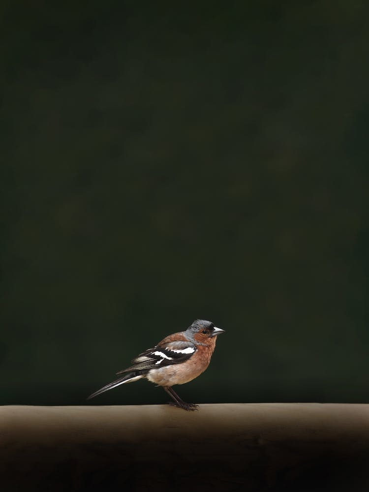 Minimalist Bird Portrait Dark Green Moody Calm Nature Songbird