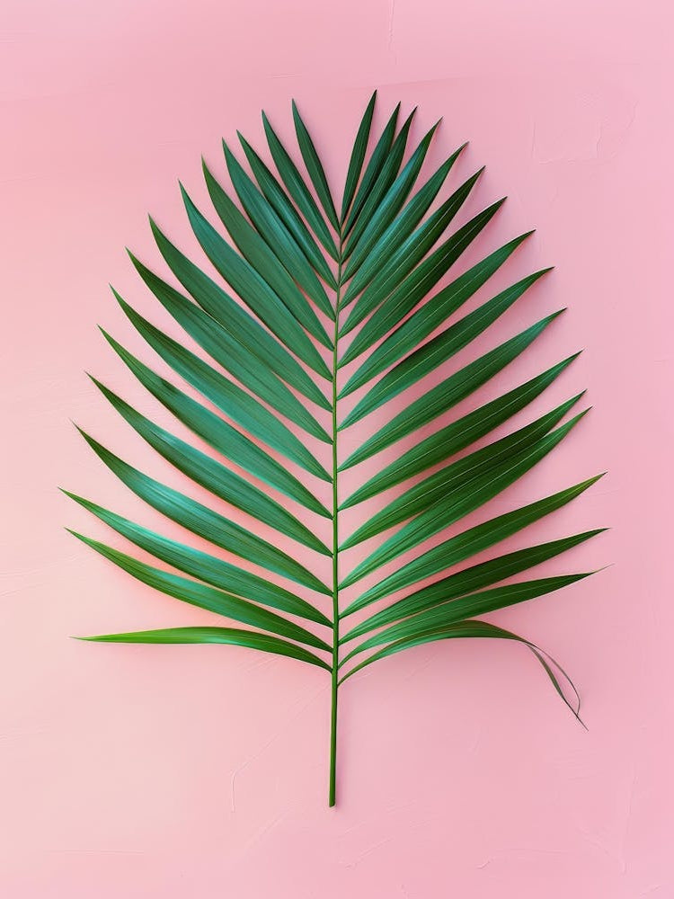 Palm Leaf On Pink Background 10