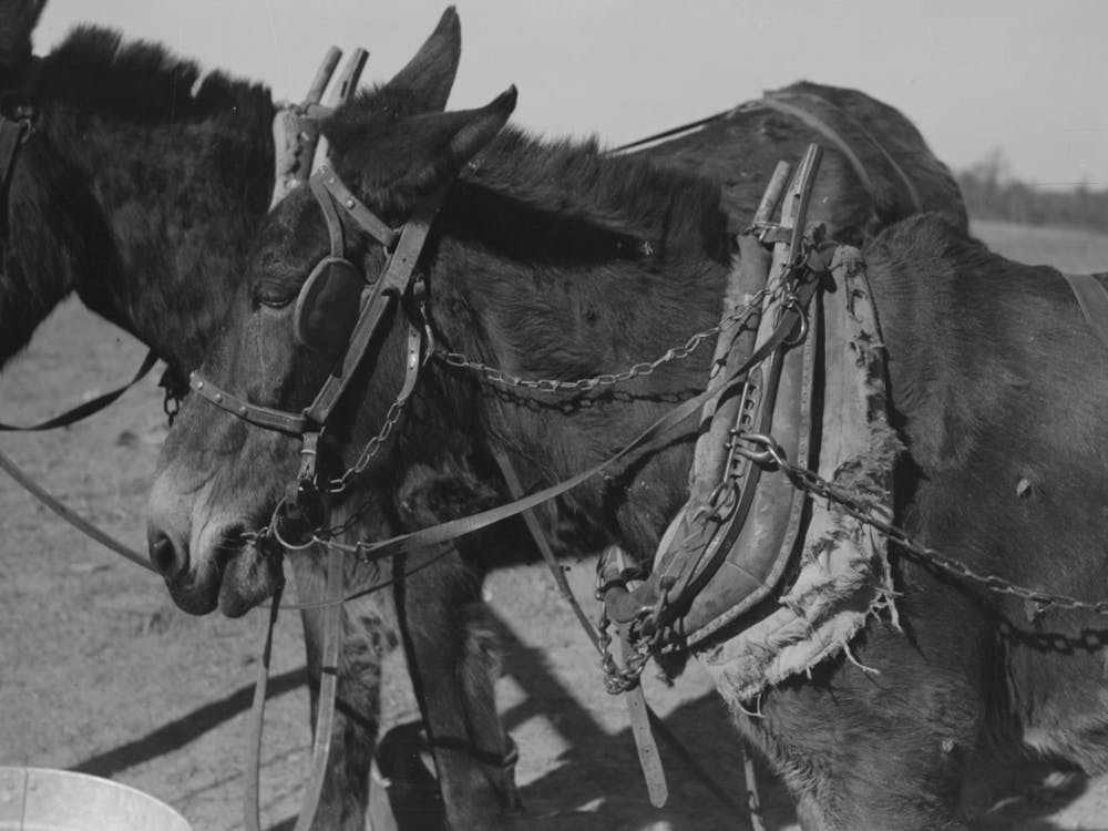 Harnessed Mules Of Pomp Hall, Tenant Farmer, Creek County, Oklahoma, See General Caption Number 23 By Russell