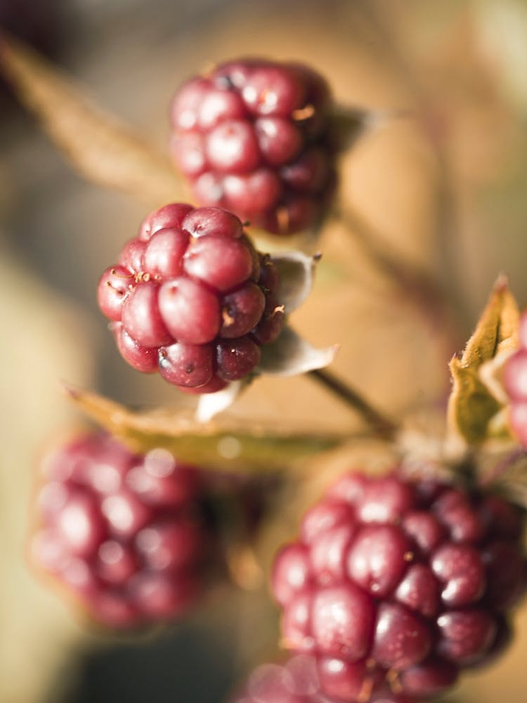 Blackberry