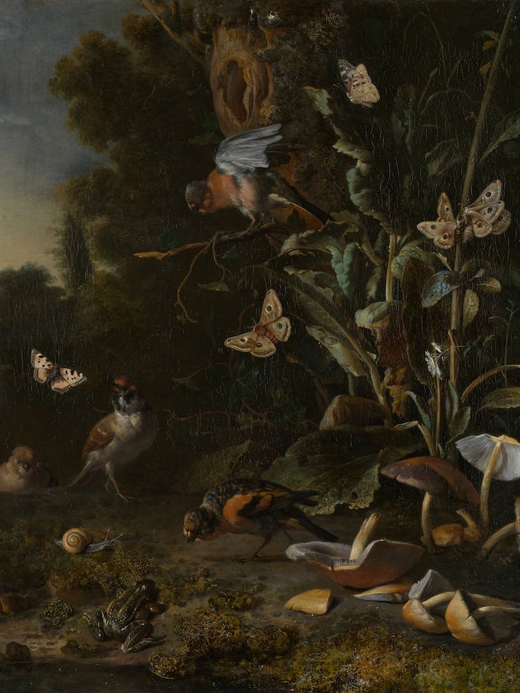 Birds, Butterflies And A Frog Among Plants And Fungi, Melchior D'Hondecoeter