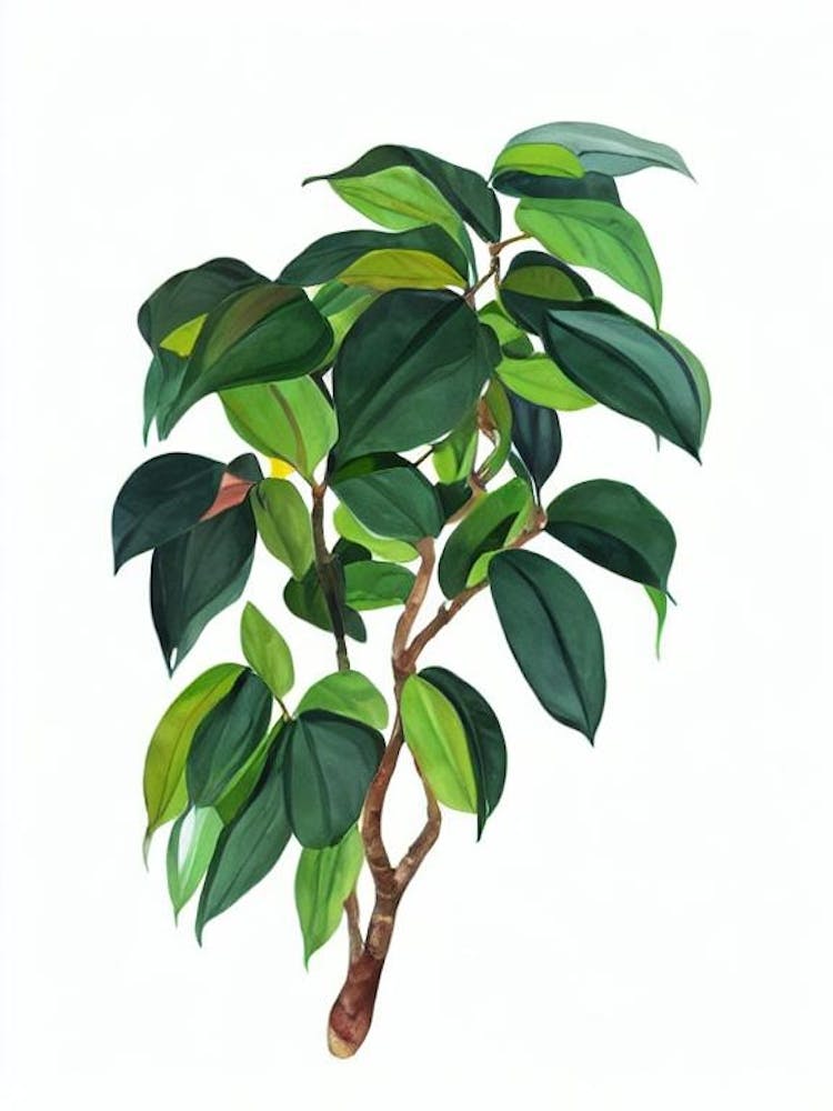 Weeping Fig (Ficus Benjamina) Watercolor