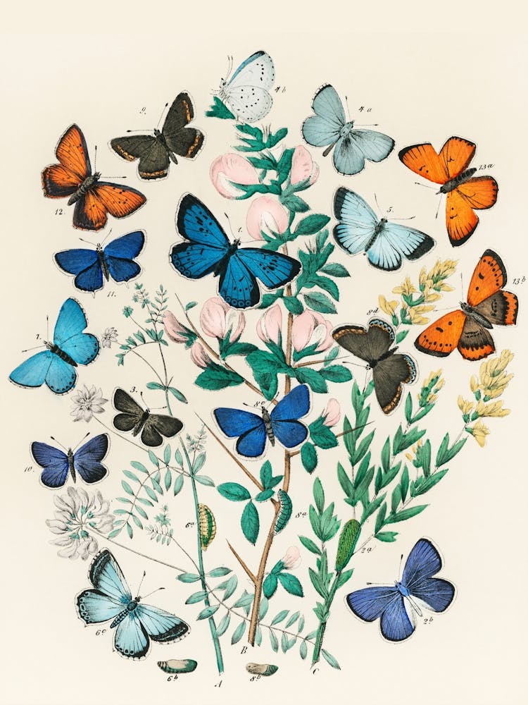 Butterflies On A Branch