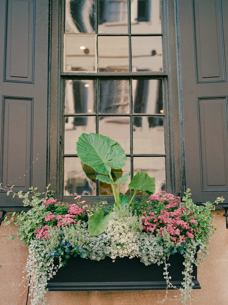 Charleston Blooms on Film