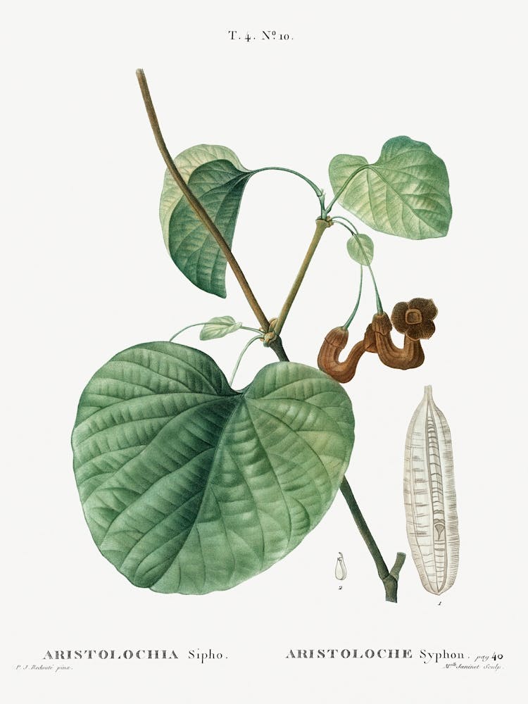 Dutchman S Pipe, Pierre Joseph Redoute