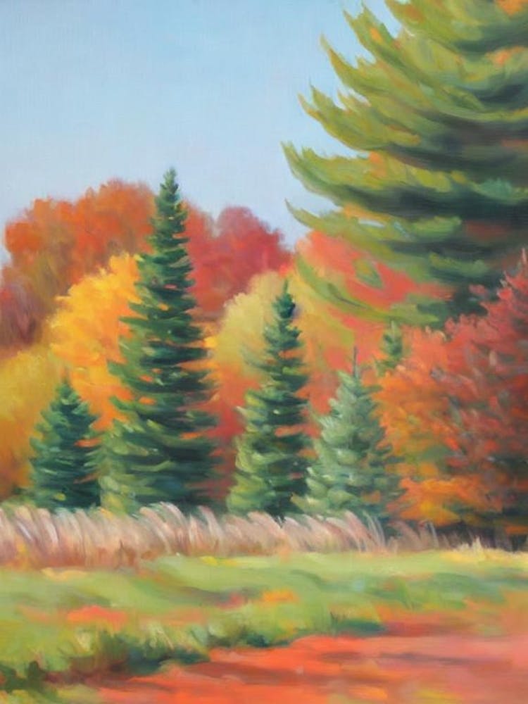 Balsam Fir Tree Watercolour