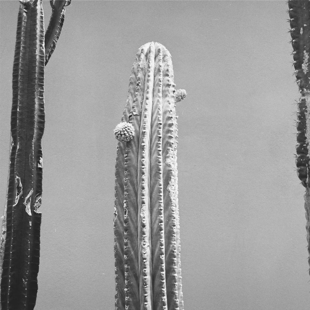 It Stings Black & White