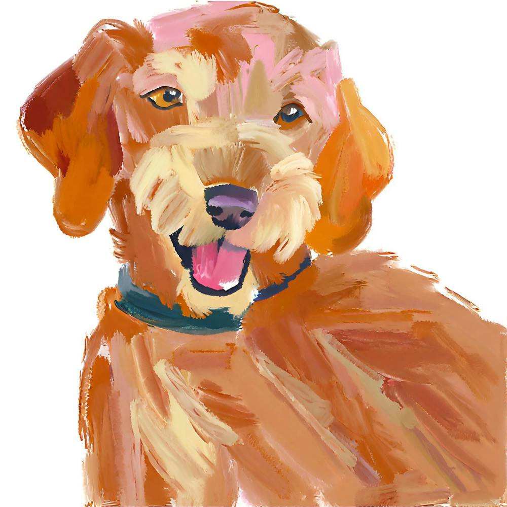 Labradoodle 04