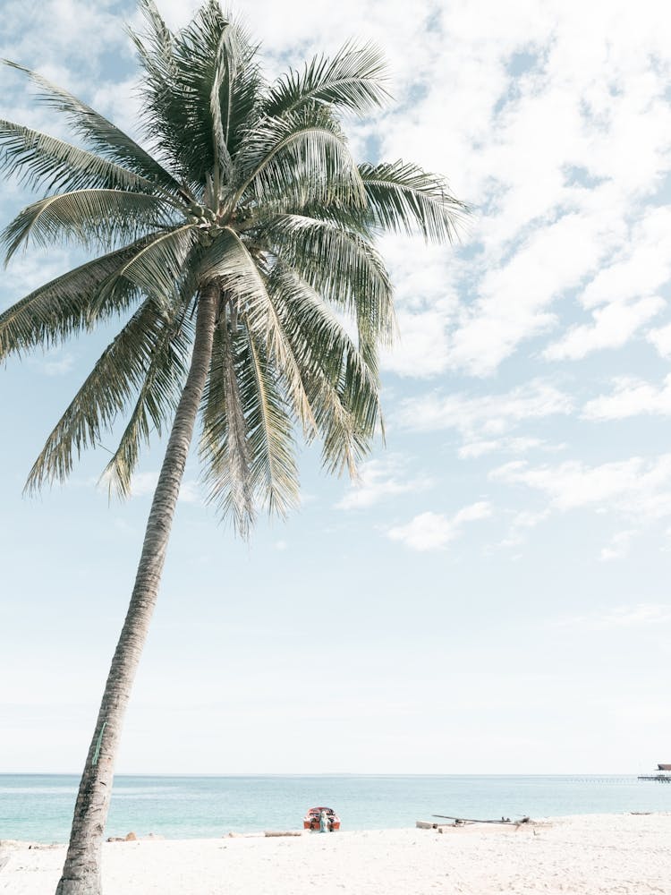 Beach Palm Tree On A Tropical Island Travel Photography