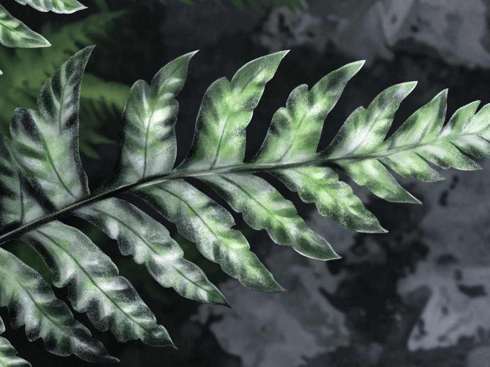 Fern Leaf