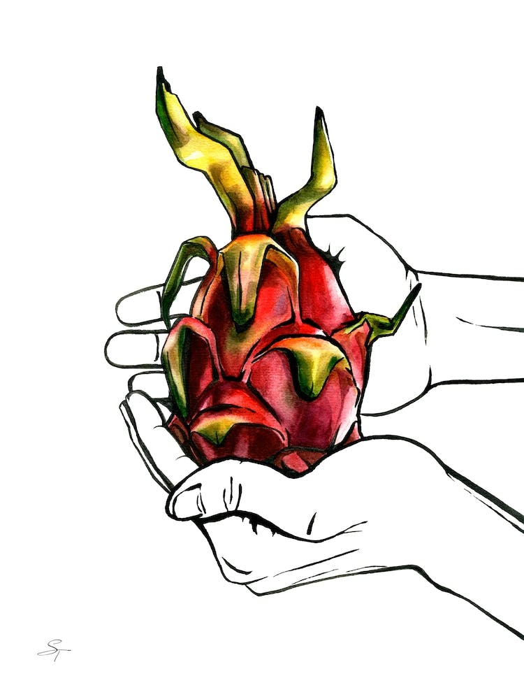 Watercolor and Ink Exotic Fruit illustration Holding in Hands Tropical Dragon Fruit Pitahaya