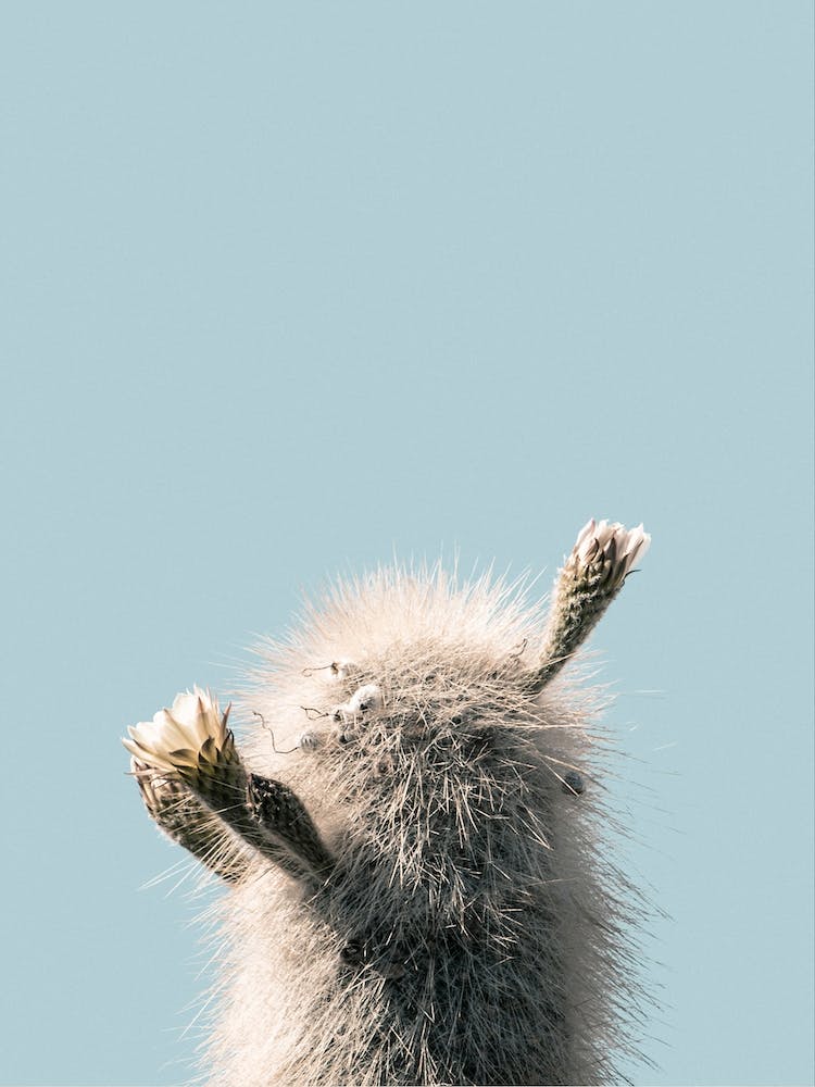 Mania Landscapes Raw 10 Atacamensis (Bolivia)