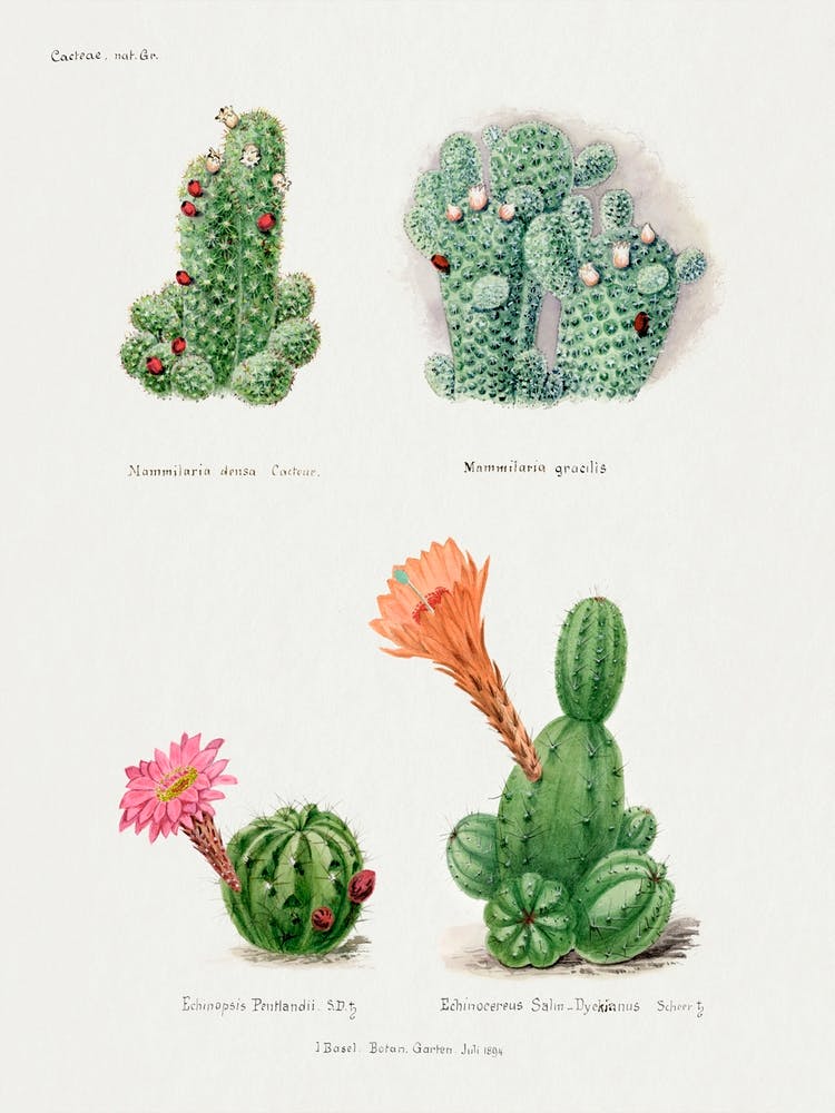 Assorted Cacti, Familie Der Cacteen